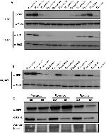 GFP Antibody in Western Blot (WB)