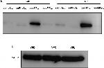 GFP Antibody in Western Blot (WB)