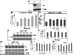 VGLUT1 Antibody in Western Blot (WB)