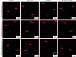 AKT1 Antibody in Immunocytochemistry (ICC/IF)