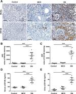 CD146 Antibody in Immunohistochemistry (IHC)