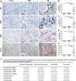 CD146 Antibody in Immunohistochemistry (IHC)