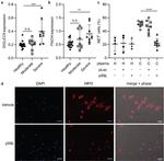 Myeloperoxidase Antibody in Immunocytochemistry (ICC/IF)