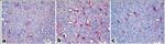 Caspase 3 Antibody in Immunohistochemistry (IHC)