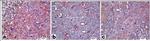 nNOS Antibody in Immunohistochemistry (IHC)