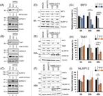 NALP12 Antibody in Western Blot (WB)