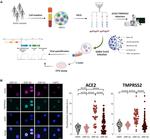 TMPRSS2 Antibody in Immunocytochemistry (ICC/IF)