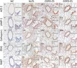 RAB7 Antibody in Immunohistochemistry (IHC)