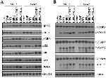 GAPDH Loading Control Antibody in Western Blot (WB)