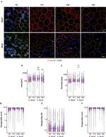 ZO-1 Antibody in Immunohistochemistry (IHC)