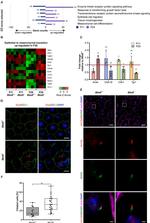 ZO-1 Antibody in Immunohistochemistry (IHC)