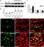 TLR4 Antibody in Western Blot, Immunohistochemistry (WB, IHC)