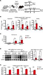 Granzyme B Antibody in Flow Cytometry (Flow)