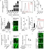 CD45 Antibody in Flow Cytometry (Flow)