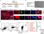 CD45 Antibody in Flow Cytometry (Flow)