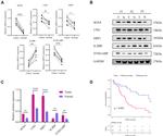 Neuropilin 1 Antibody in Western Blot (WB)