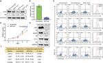 WIPF1 Antibody in Western Blot (WB)