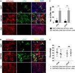 Cardiac Troponin T Antibody in Immunocytochemistry (ICC/IF)