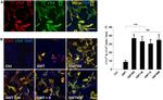 Cardiac Troponin T Antibody in Immunocytochemistry (ICC/IF)