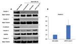 Claudin 3 Antibody in Western Blot (WB)