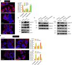 Phospho-DRP1 (Ser616) Antibody in Western Blot (WB)