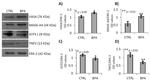 SCP3 Antibody in Western Blot (WB)