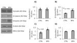 Occludin Antibody in Western Blot (WB)