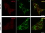 PDI Antibody in Immunocytochemistry (ICC/IF)