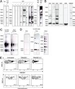 HMGB1 Antibody in Western Blot, Flow Cytometry (WB, Flow)