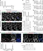 HA Tag Antibody in Immunocytochemistry (ICC/IF)