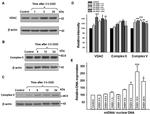 SDHA Antibody in Western Blot (WB)