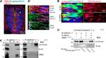 N-cadherin Antibody in Western Blot, Immunohistochemistry (PFA fixed) (WB, IHC (PFA))