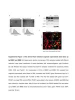 CD9 Antibody in Western Blot (WB)