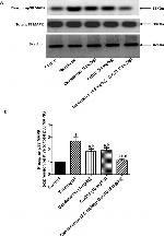 beta Actin Antibody in Western Blot (WB)