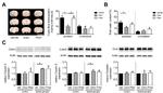 Claudin 3 Antibody in Western Blot (WB)