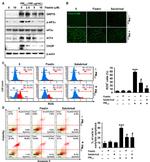 EIF2S1 Antibody in Western Blot (WB)