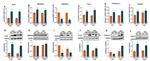 Cathepsin L Antibody in Western Blot (WB)