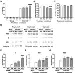 Dengue Virus Type 2 NS1 Antibody in Western Blot (WB)