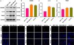 IL-18 Antibody in Western Blot, Immunocytochemistry (WB, ICC/IF)