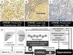 CYP27B1 Antibody in Immunohistochemistry (IHC)