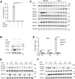 Phospho-ERK1/ERK2 (Tyr204) Antibody in Western Blot (WB)