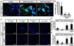 CD133 (Prominin-1) Antibody