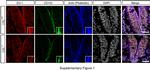 CD133 (Prominin-1) Antibody in Immunohistochemistry, Immunohistochemistry (PFA fixed) (IHC, IHC (PFA))