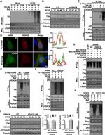 DYKDDDDK Tag Antibody in Western Blot (WB)