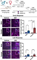 Vimentin Antibody in Immunocytochemistry (ICC/IF)