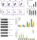 STAT1 Antibody in Western Blot (WB)