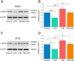 alpha-ENaC Antibody in Western Blot (WB)