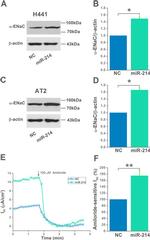 alpha-ENaC Antibody in Western Blot (WB)