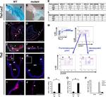 CD202b (TIE2) Antibody in Immunocytochemistry, Flow Cytometry (ICC/IF, Flow)