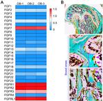 KGF Antibody in Immunohistochemistry (IHC)